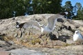 Common gulls standing on a big rock Royalty Free Stock Photo