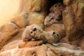Common Gundi Royalty Free Stock Photo
