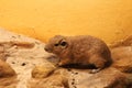 Common Gundi Royalty Free Stock Photo