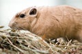 Common Gundi Royalty Free Stock Photo