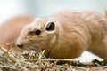 Common Gundi Royalty Free Stock Photo