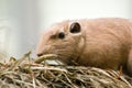 Common Gundi Royalty Free Stock Photo