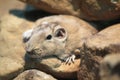 Common gundi Royalty Free Stock Photo