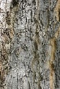 Common hackberry Royalty Free Stock Photo