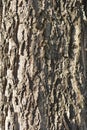 Common hackberry