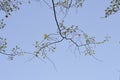 Common hackberry