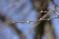 Common hackberry