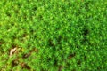 Common haircap moss in the forest Royalty Free Stock Photo