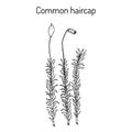 Common haircap moss Polytrichum commune , medicinal plant