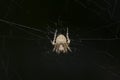 Common Hairy Field Spider sitting in the center of its web, Neoscona Subfusca Royalty Free Stock Photo