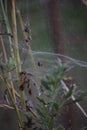 Common Hammock-weaver