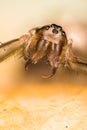 Common Hammock-weaver, Spider, Linyphia triangularis