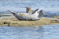 Common or harbor seal resting on rocks Royalty Free Stock Photo