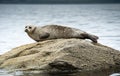Common or Harbour Seal basking on rock Royalty Free Stock Photo