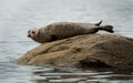 Common or Harbour Seal basking on rock Royalty Free Stock Photo