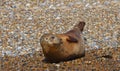 Common - Harbour Seal on shingle bank