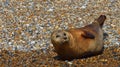 Common - Harbour Seal on shingle bank