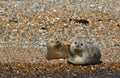 Common - Harbour Seals on shingle bank