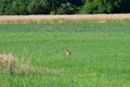 common hare on a meadow in summer in Germany Royalty Free Stock Photo