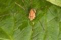 Harvestman Opiliones Royalty Free Stock Photo