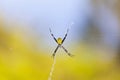 Hawaiian Garden Spider, Maui Royalty Free Stock Photo