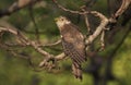 Common Hawk Cuckko Chick from Gujarat, India