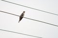 Common Hawk Cuckoo or brain fever bird