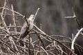 Common Hawk Cuckoo closeup perching Royalty Free Stock Photo