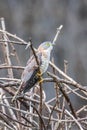 Common Hawk Cuckoo closeup Royalty Free Stock Photo