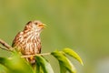 Common hawk cuckoo Royalty Free Stock Photo