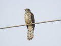 Common Hawk Cuckoo Royalty Free Stock Photo