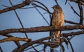 Common Hawk-cuckoo Or The Hierococcyx Varius