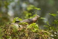 The common hawk-cuckoo, Hierococcyx varius, popularly known as the brainfever bird