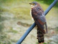 The common hawk-cuckoo Hierococcyx varius, popularly known as the brainfever bird, is a medium-sized cuckoo. Royalty Free Stock Photo