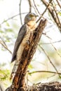 Common Hawk Cuckoo perched on a dry branch.