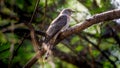 Common Hawk-Cuckoo perched on a tree within a shaded area
