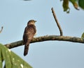 Common hawk-cuckoo young