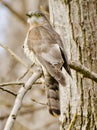 Common hawk cukoo