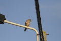 Common hawk perched on a street lamp