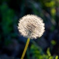 Common hawkbit, Dandelion Royalty Free Stock Photo