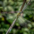 Common Hawker dragonfly Aeshna juncea on a branch Royalty Free Stock Photo