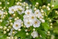 Common Hawthorn blooming in spring Royalty Free Stock Photo