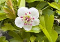 Common hawthorn bloom in Assisi, Umbria region, central Italy.