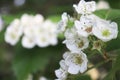 Common hawthorn branch, Crataegus monogyna, oneseed hawthorn, single-seeded hawthorn with tiny white flowers in the spring with a Royalty Free Stock Photo