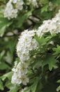 Common hawthorn crataegus monogyna shrub tree in bloom, wild white oneseed whitethorn blossom and leaves, blossoming flower heads Royalty Free Stock Photo