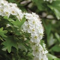 Common hawthorn crataegus monogyna shrub tree in bloom, wild white oneseed whitethorn blossom and leaves, blossoming flower heads Royalty Free Stock Photo