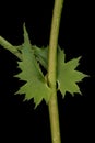 Common Hawthorn Crataegus monogyna. Stipule Closeup Royalty Free Stock Photo