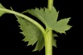 Common Hawthorn Crataegus monogyna. Stipule Closeup Royalty Free Stock Photo