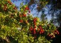 Berry-like pomes of Common hawthorn