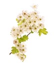 Common Hawthorn flowers Royalty Free Stock Photo